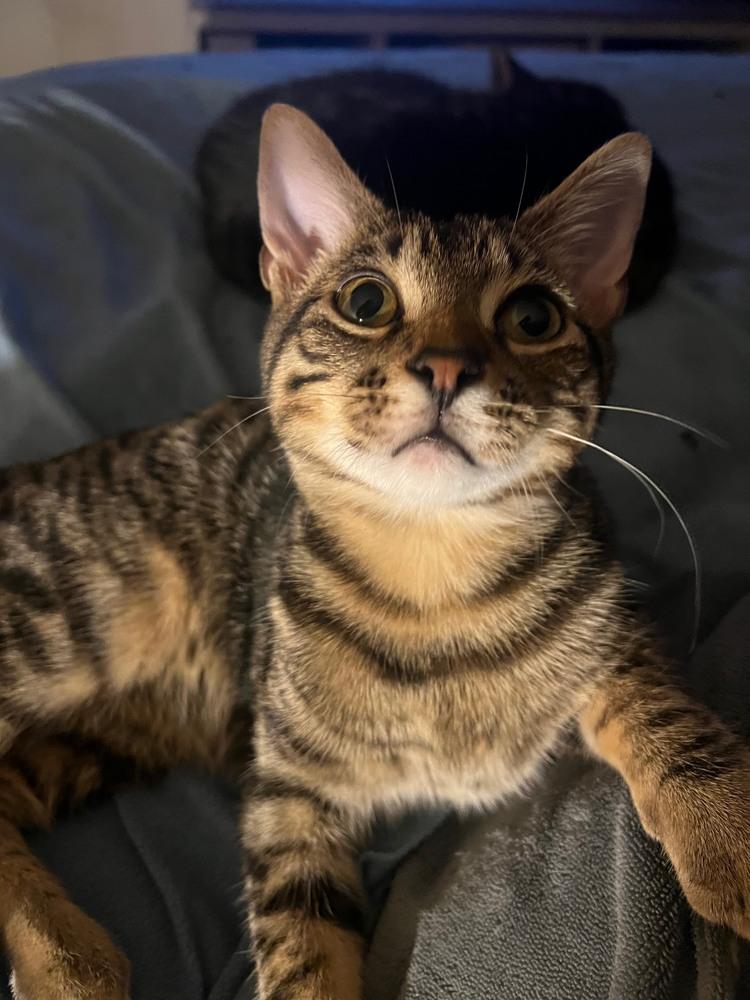 Enlarge Bosley, a Adoptable mixed breed in Wilmington, NC image 4/4