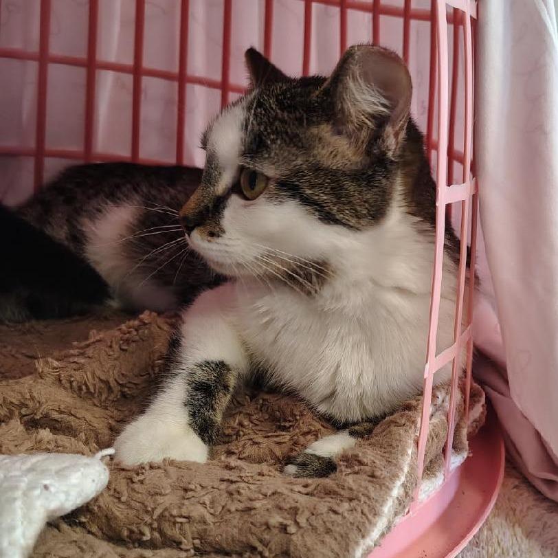 Enlarge Cheryl, a Adoptable Domestic Short Hair in Edwardsville, IL image 1/4