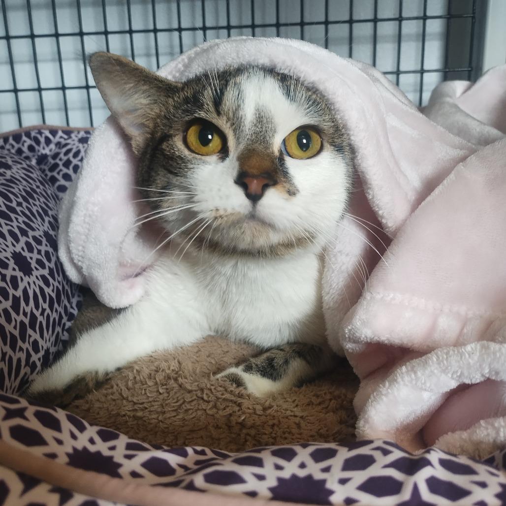 Enlarge Cheryl, a Adoptable Domestic Short Hair in Edwardsville, IL image 2/4