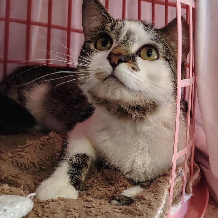 Enlarge Cheryl, a Adoptable Domestic Short Hair in Edwardsville, IL image 3/4