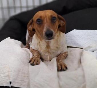 China, Adoptable, Adult Female Dachshund.