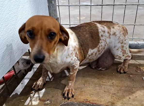 Enlarge China, a Adoptable Dachshund in Austin, TX image 2/3
