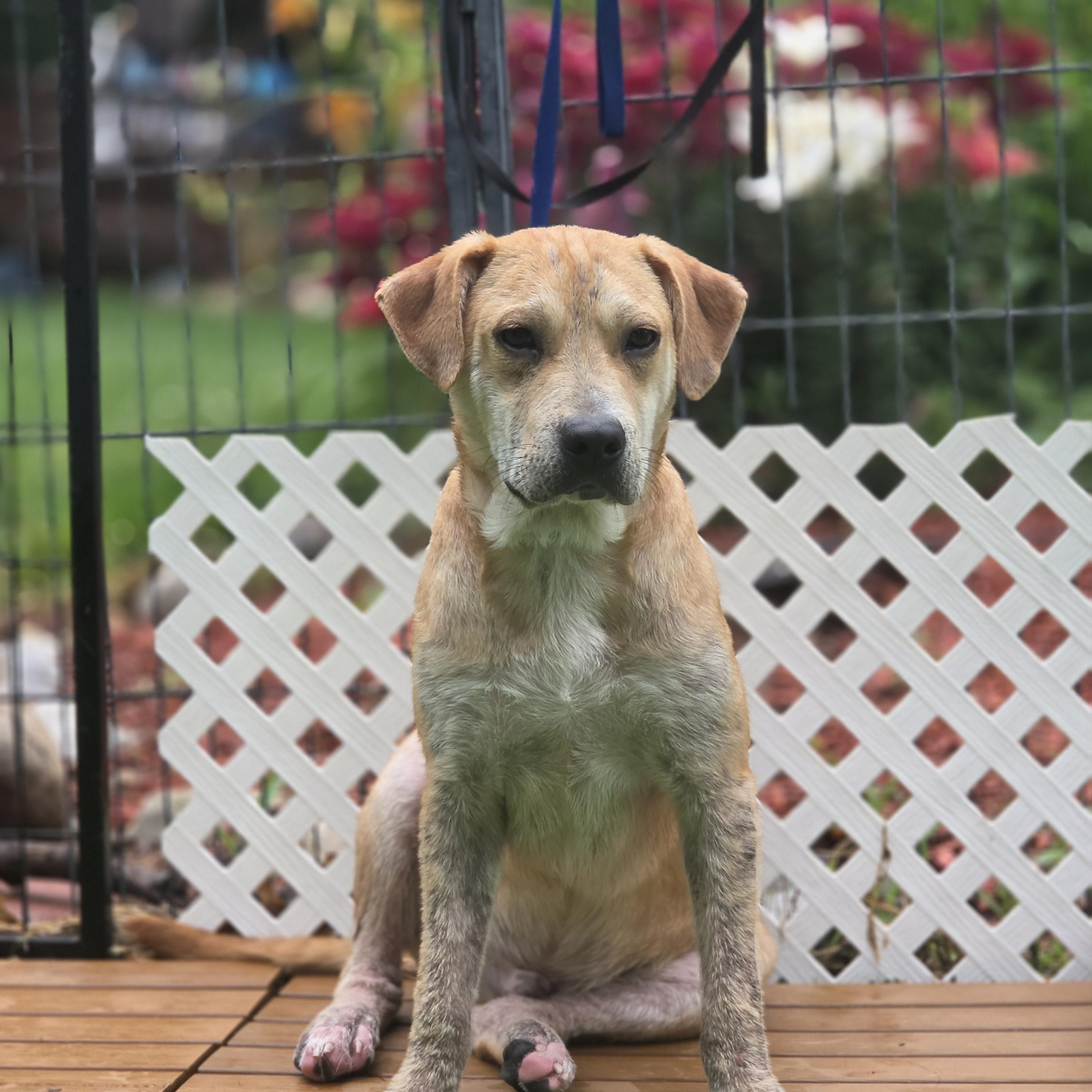 Fabien, Adoptable, Puppy Male Labrador Retriever & Mixed Breed.