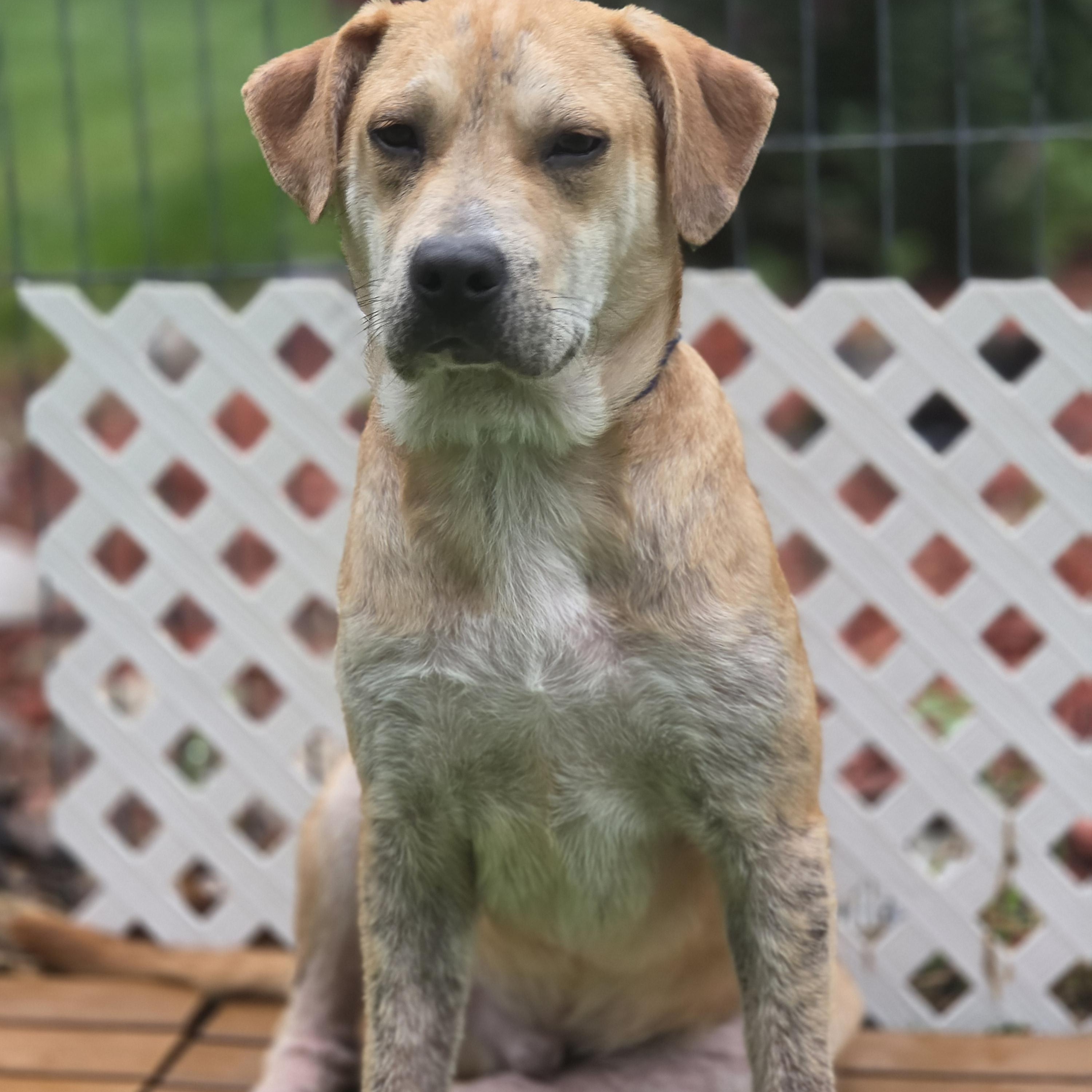 Fabien, a Adoptable mixed breed in Blairstown, NJ image 4/6