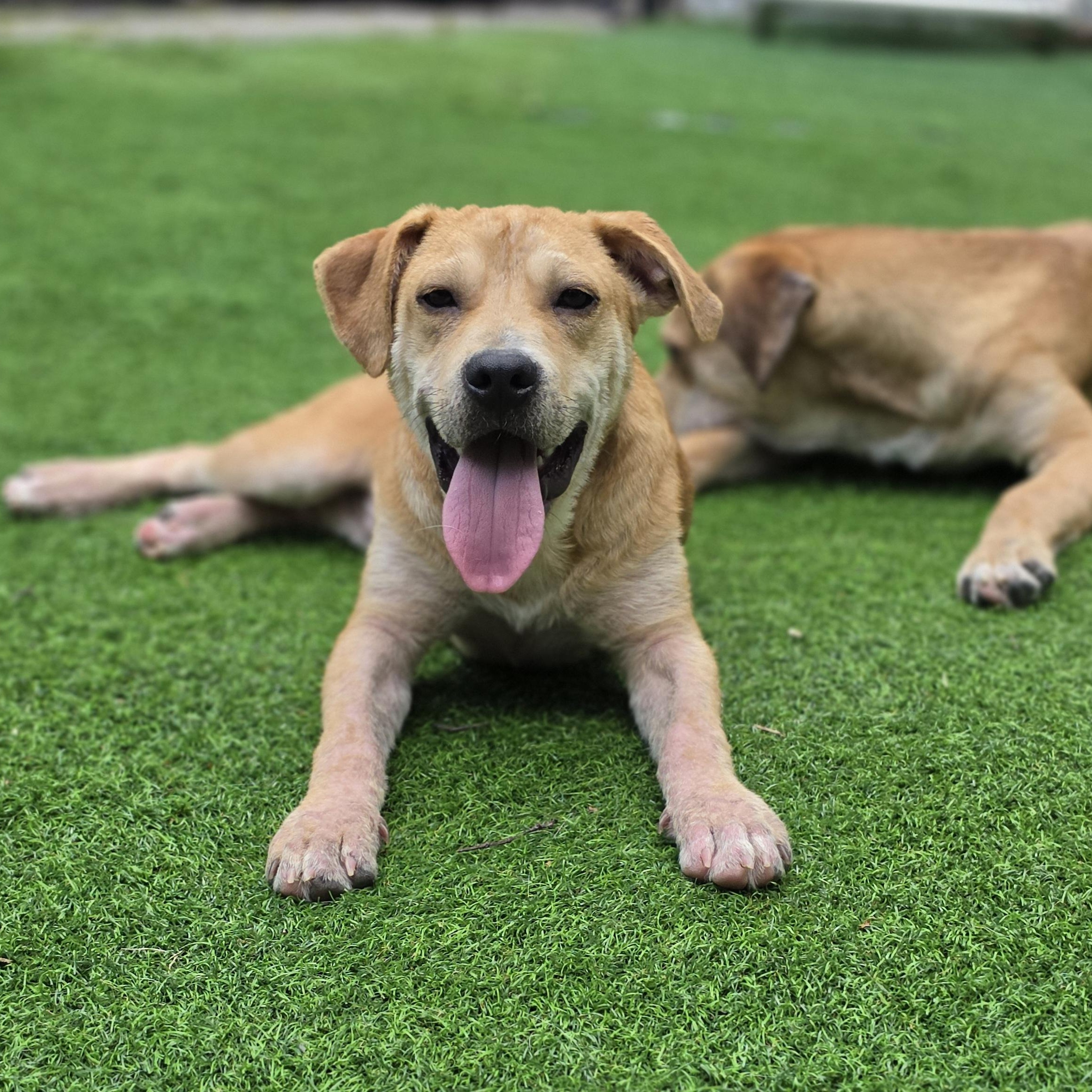 Fabien, a Adoptable mixed breed in Blairstown, NJ image 3/6