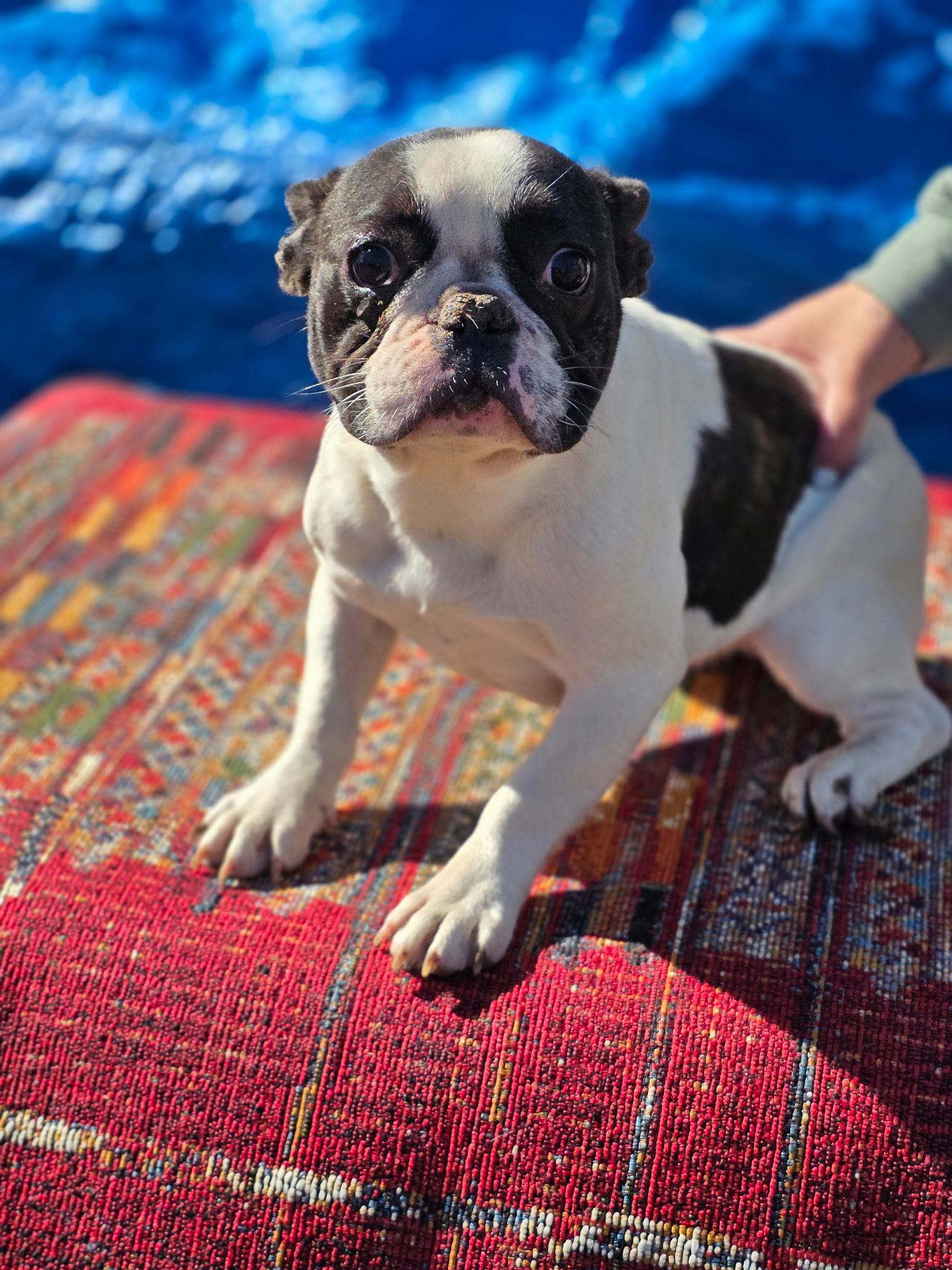 Enlarge Gracie , a ADOPTABLE French Bulldog in South Amboy, NJ image 2/3