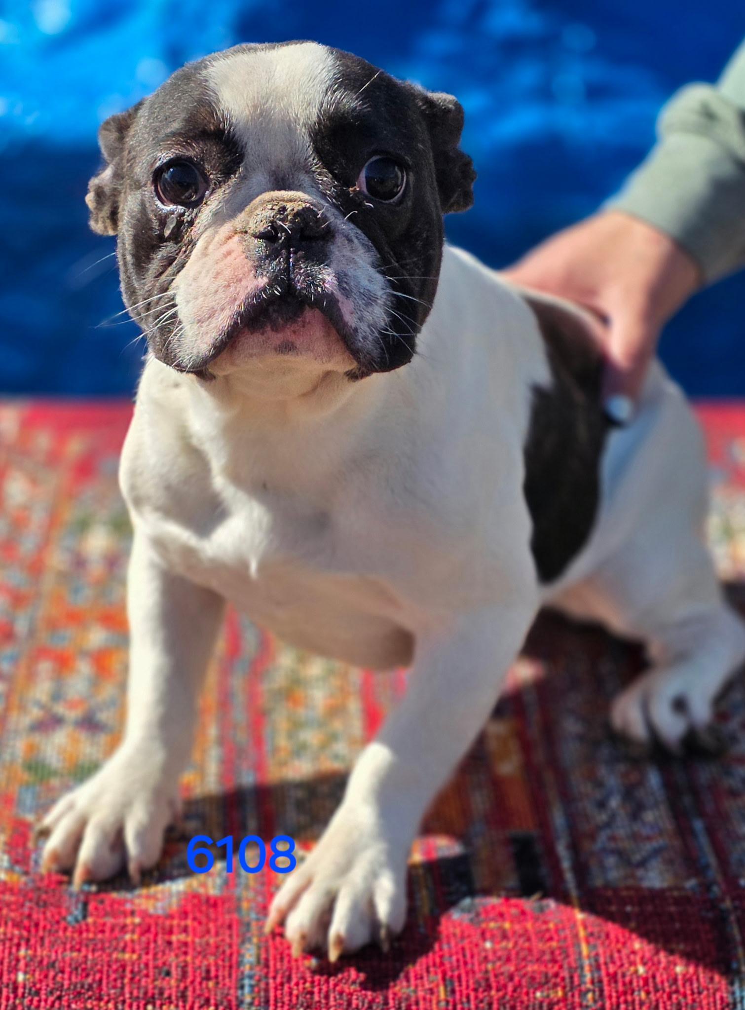 Enlarge Gracie , a ADOPTABLE French Bulldog in South Amboy, NJ image 3/3