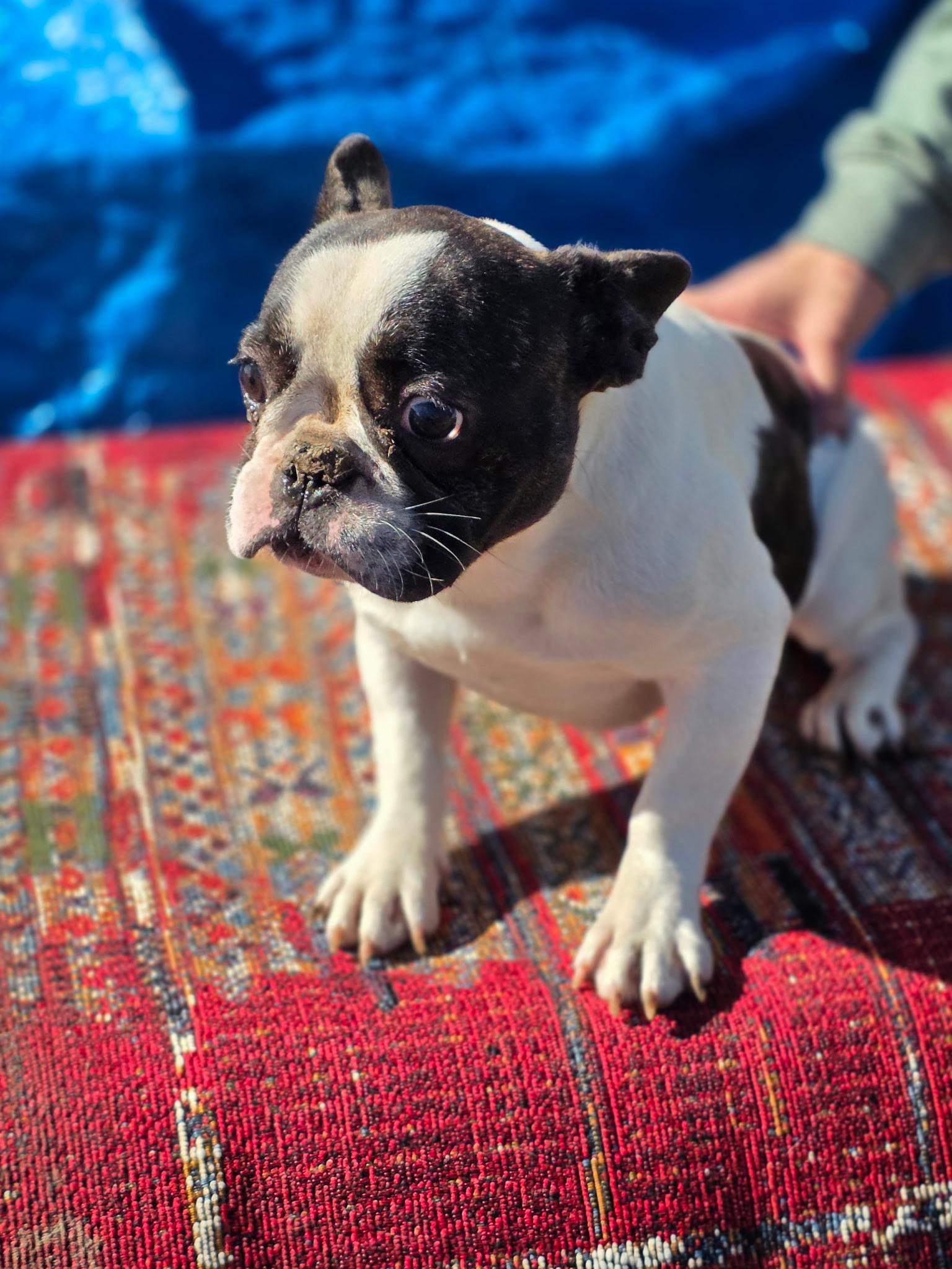 Enlarge Gracie , a ADOPTABLE French Bulldog in South Amboy, NJ image 1/3