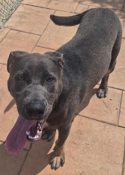 Nash, a Adoptable mixed breed in Shreveport, LA image 1/2