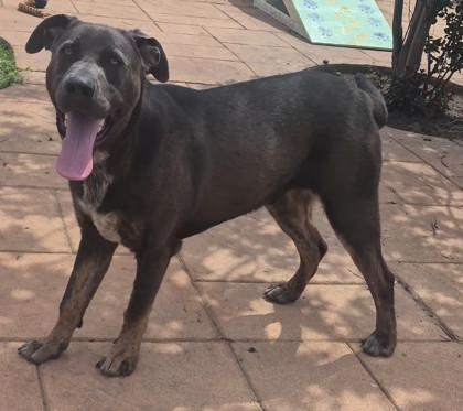 Nash, a Adoptable mixed breed in Shreveport, LA image 2/2