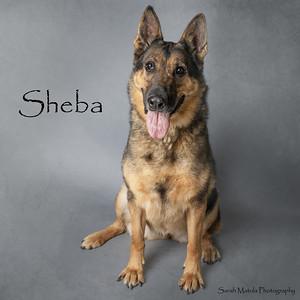 Enlarge Sheba, a Adoptable mixed breed in Ruidoso, NM image 1/1