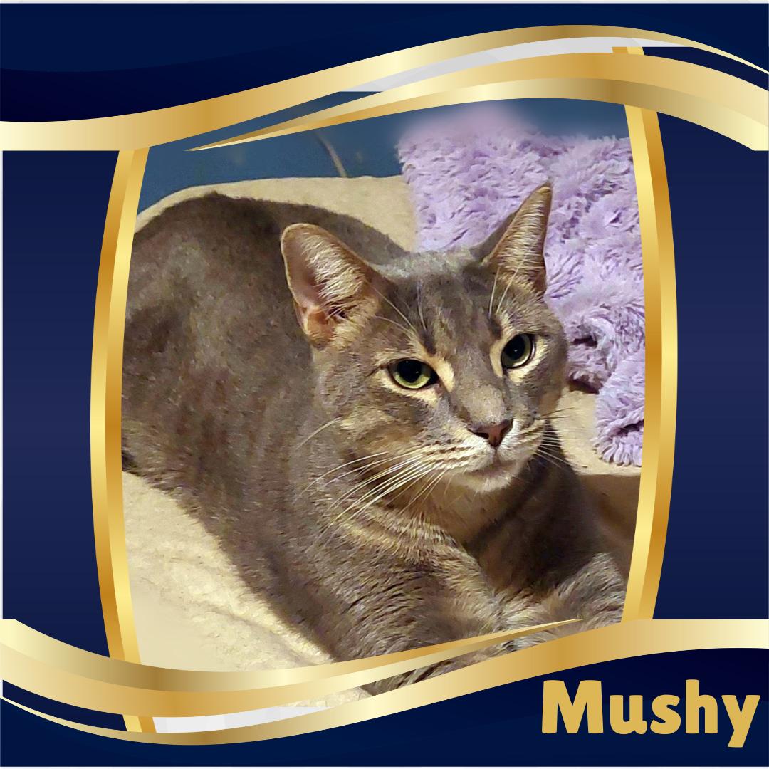 Mushy, a Adoptable Tabby in Orange City, FL image 1/5