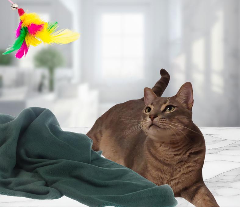 Mushy, a Adoptable Tabby in Orange City, FL image 3/5