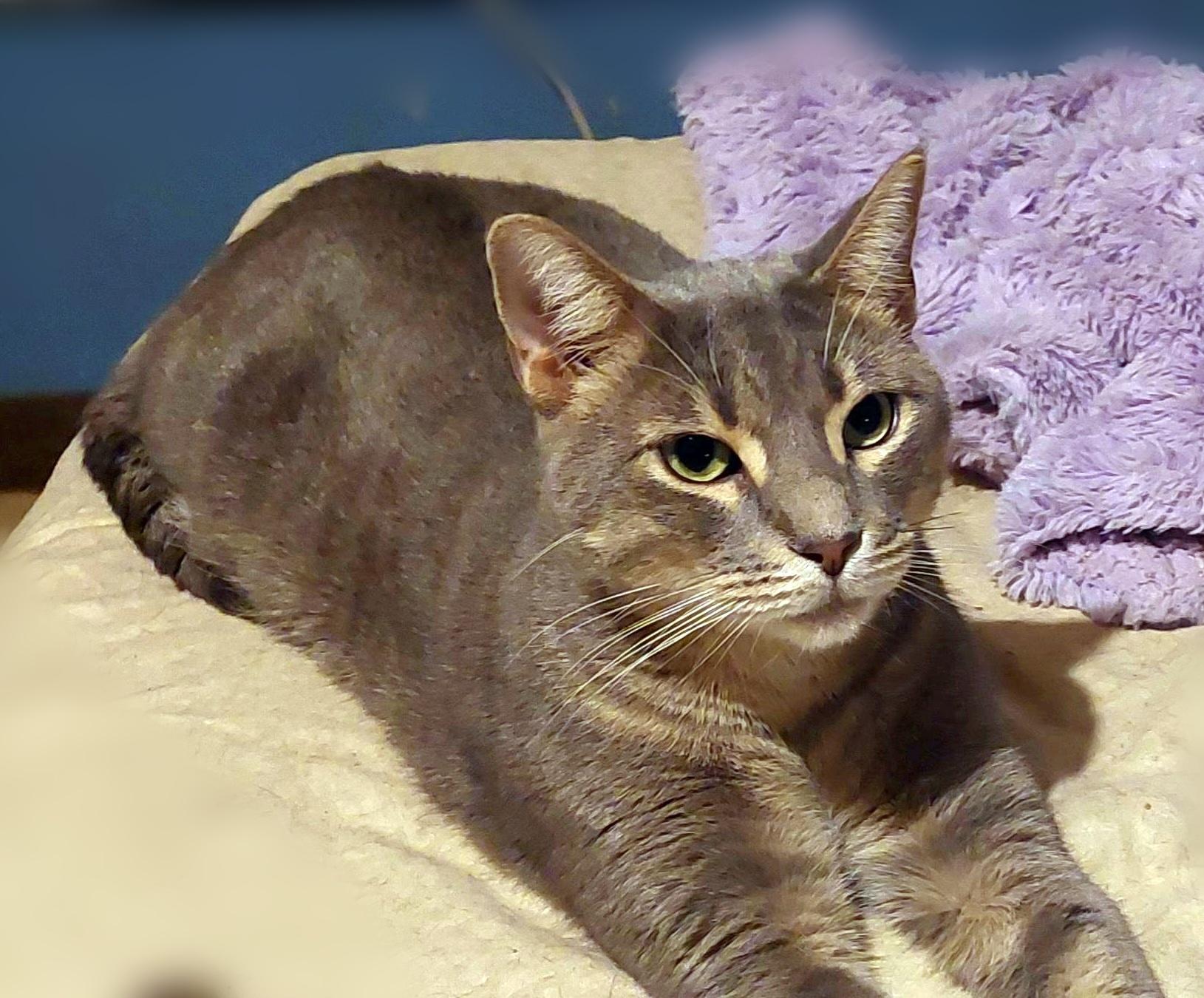 Mushy, a Adoptable Tabby in Orange City, FL image 4/5