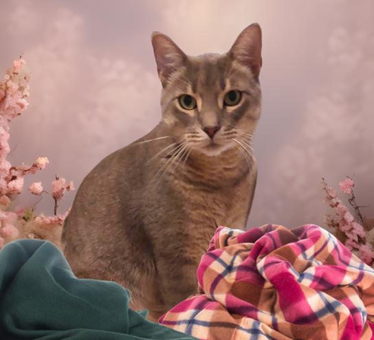 Mushy, a Adoptable Tabby in Orange City, FL image 2/5