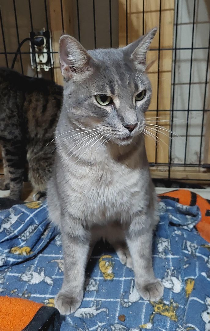 Mushy, a Adoptable Tabby in Orange City, FL image 5/5
