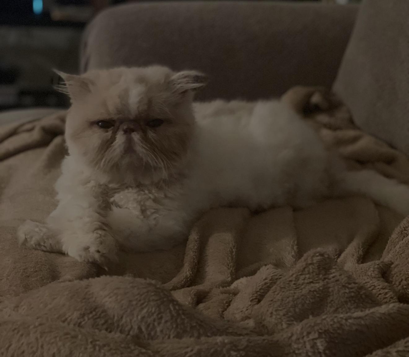 Halo, a ADOPTABLE Persian in Limekiln, PA image 2/5