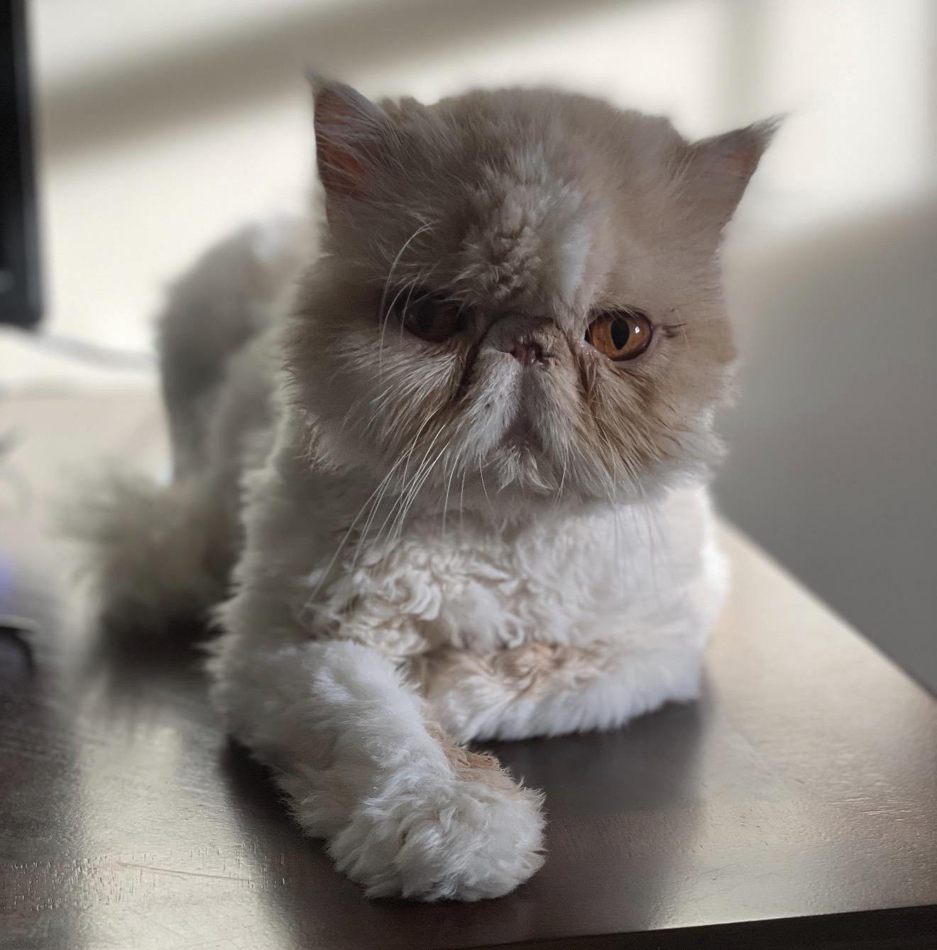 Halo, a ADOPTABLE Persian in Limekiln, PA image 4/5