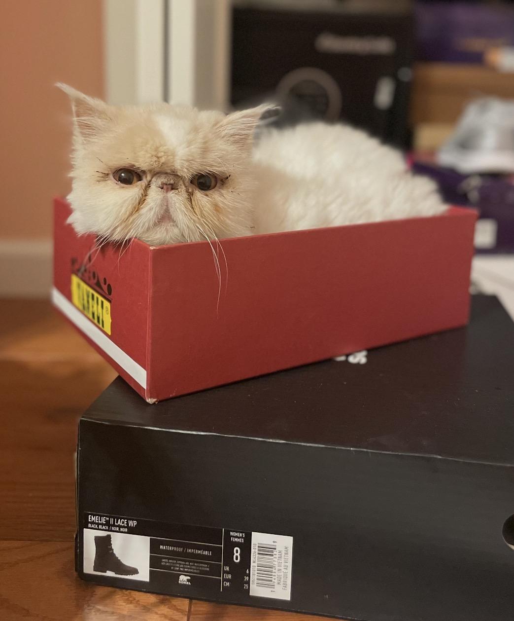 Halo, a ADOPTABLE Persian in Limekiln, PA image 3/5