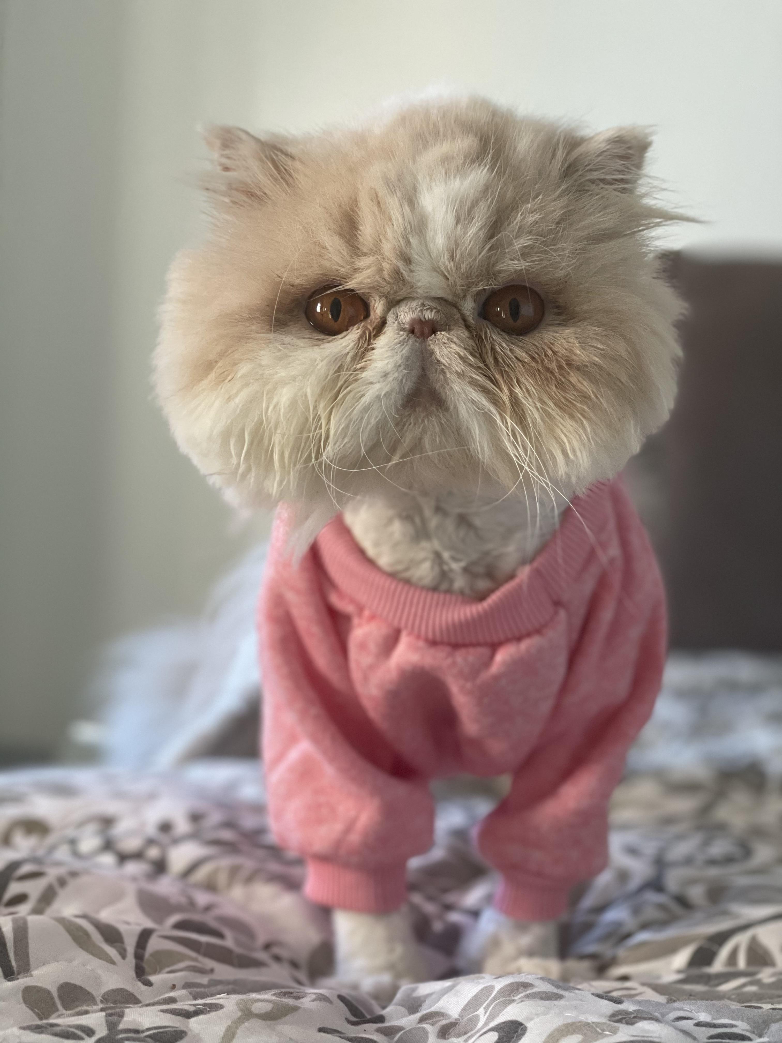 Halo, a ADOPTABLE Persian in Limekiln, PA image 1/5