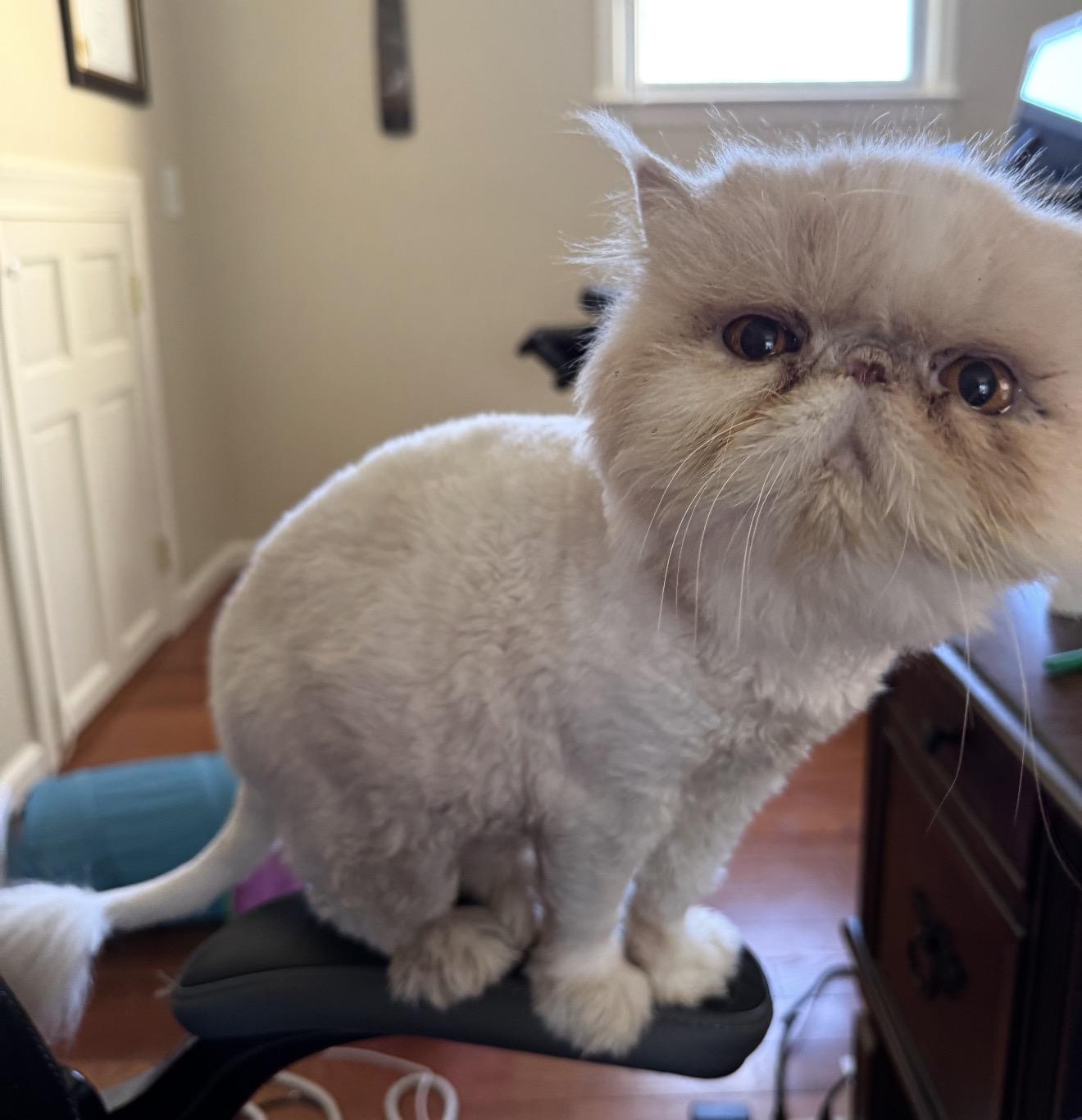 Halo, a ADOPTABLE Persian in Limekiln, PA image 5/5