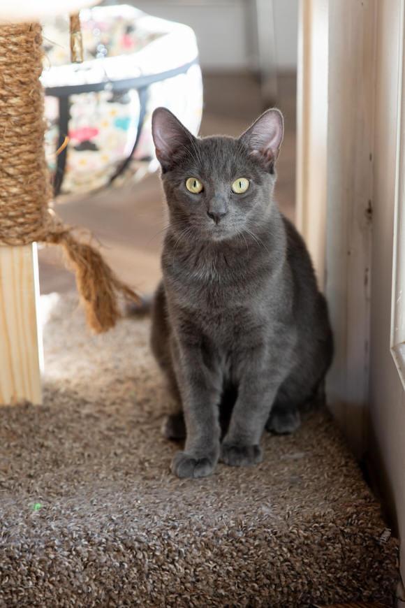 Enlarge River, a Adoptable Domestic Short Hair in Dayton, OH image 1/1