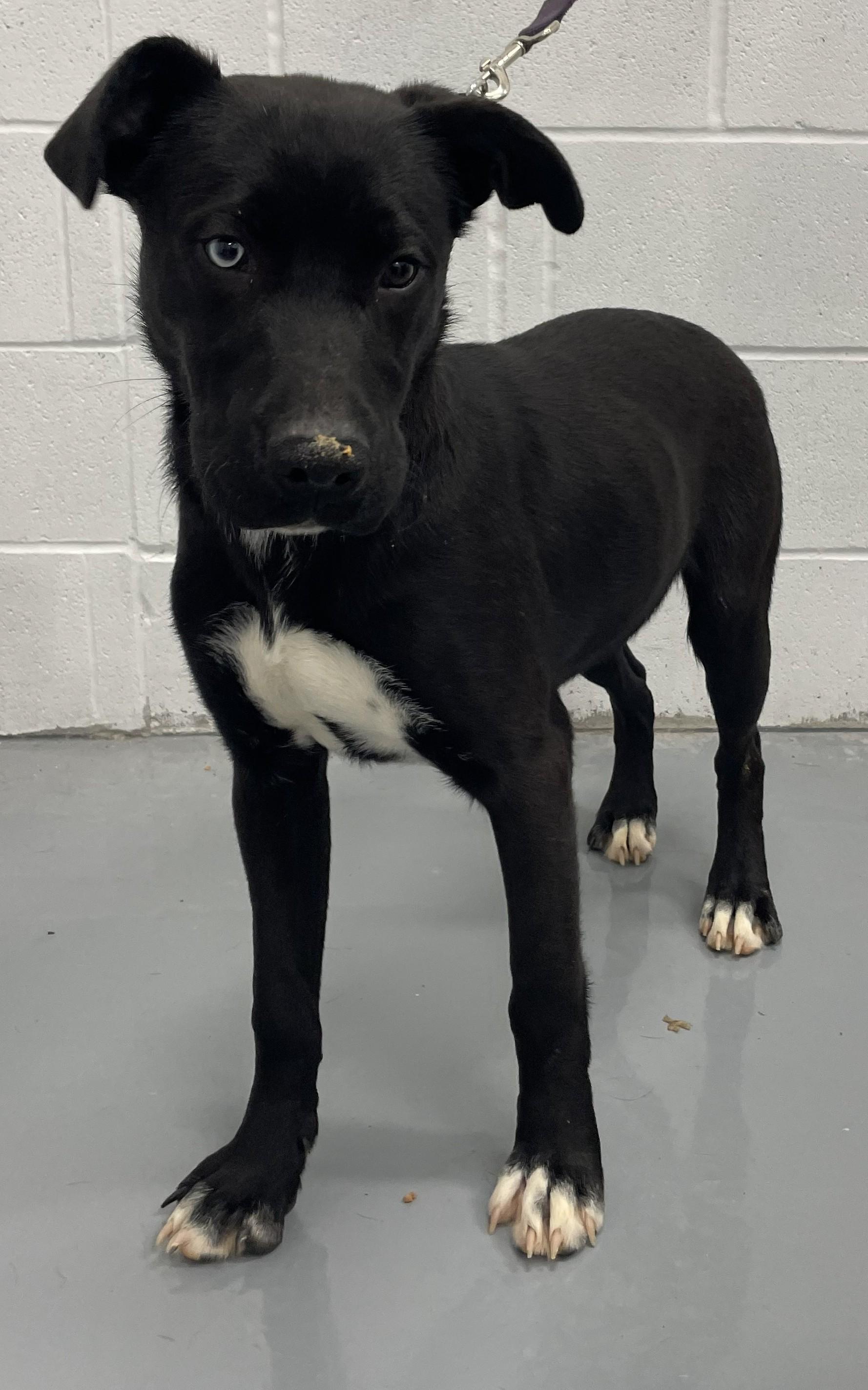Enlarge Audi, an adopted mixed breed in Rushville, IN image 1/1