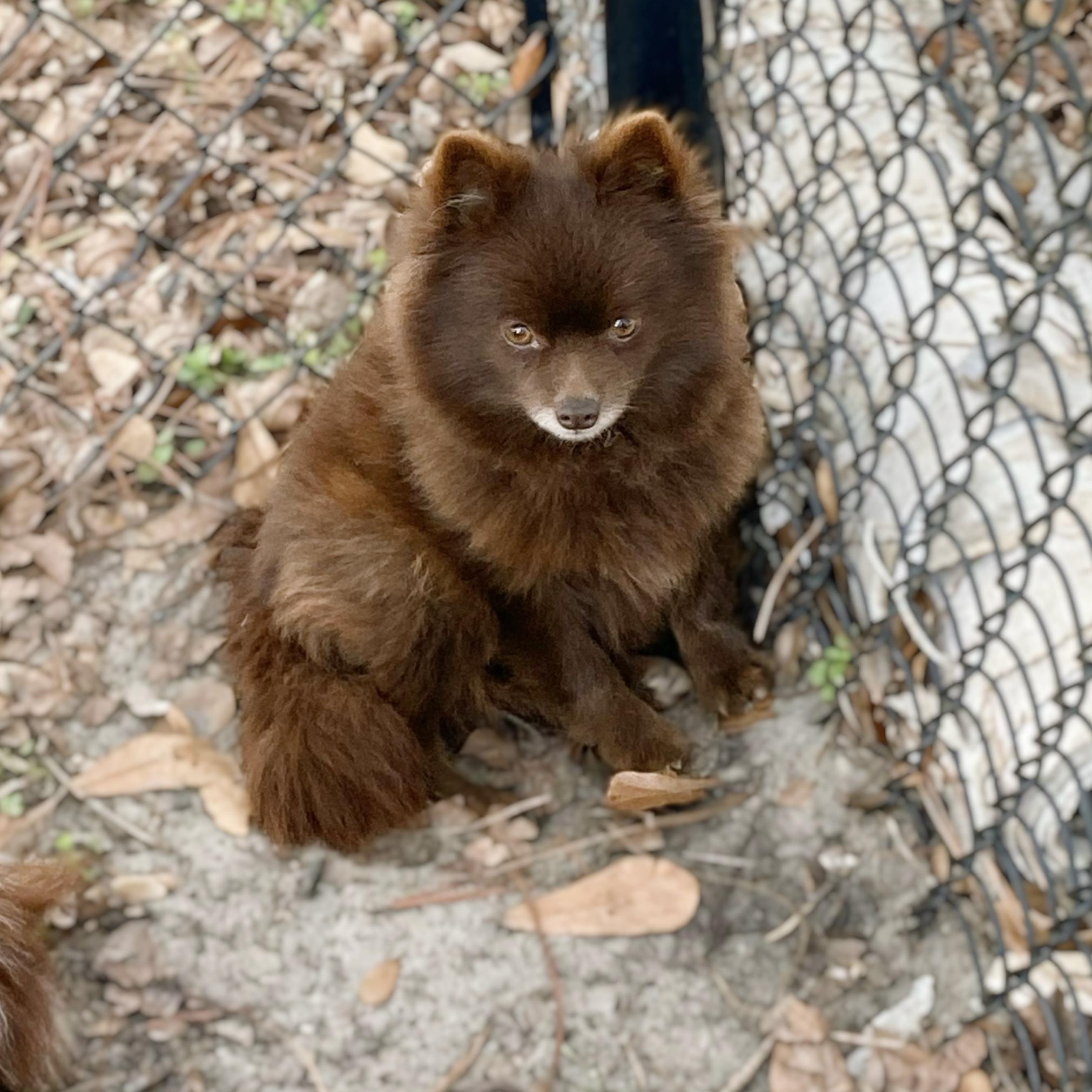 Enlarge Carmela, an adopted Pomeranian in Douglas, GA image 1/1