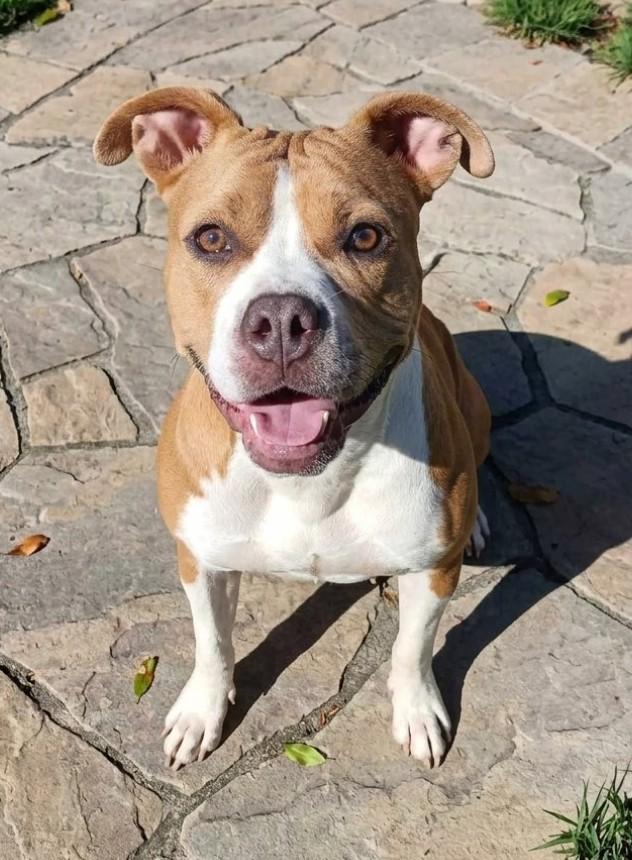 Enlarge Penny, a Adoptable mixed breed in Salisbury, MD image 1/2