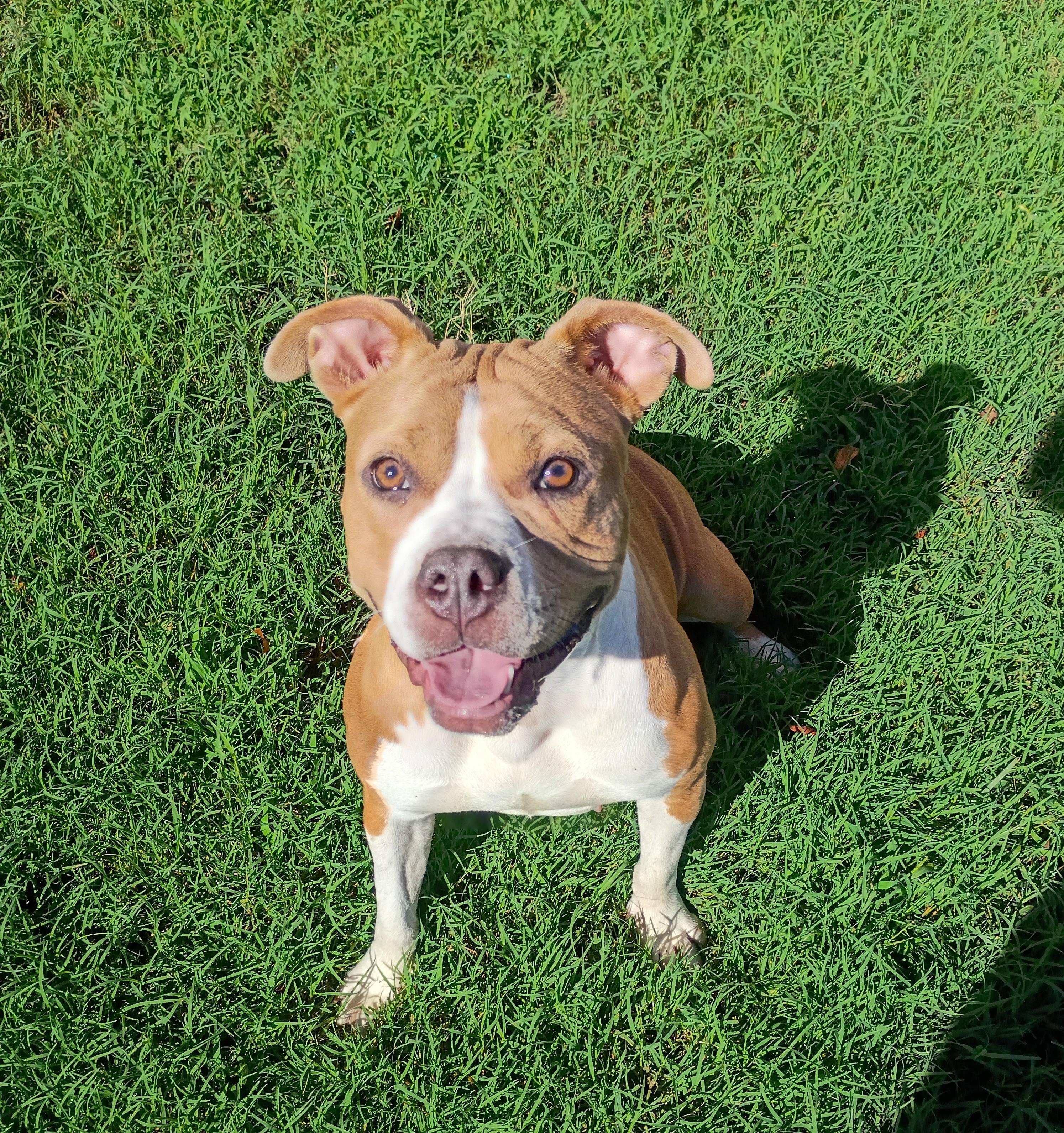 Enlarge Penny, a Adoptable mixed breed in Salisbury, MD image 2/2