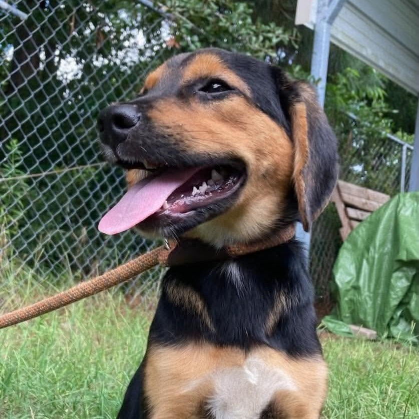 Sam, an adopted mixed breed in Wando, SC image 3/4