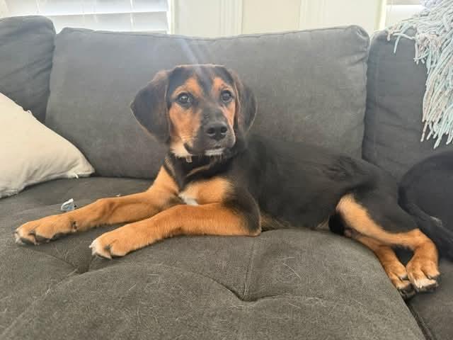 Sam, adopted, Puppy Male Hound.
