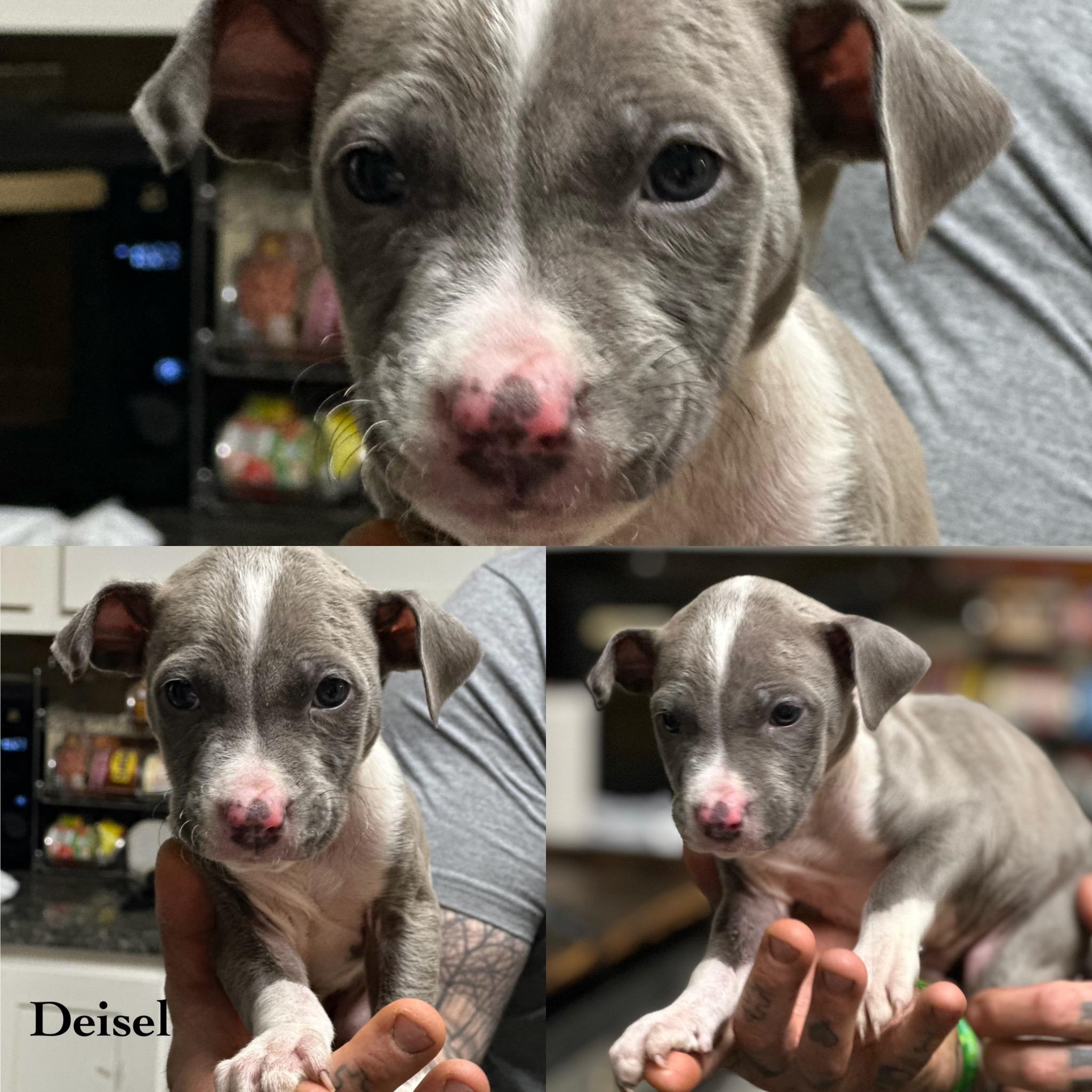 Enlarge Diesel, a Adoptable Pit Bull Terrier in Wilmington, IL image 1/1