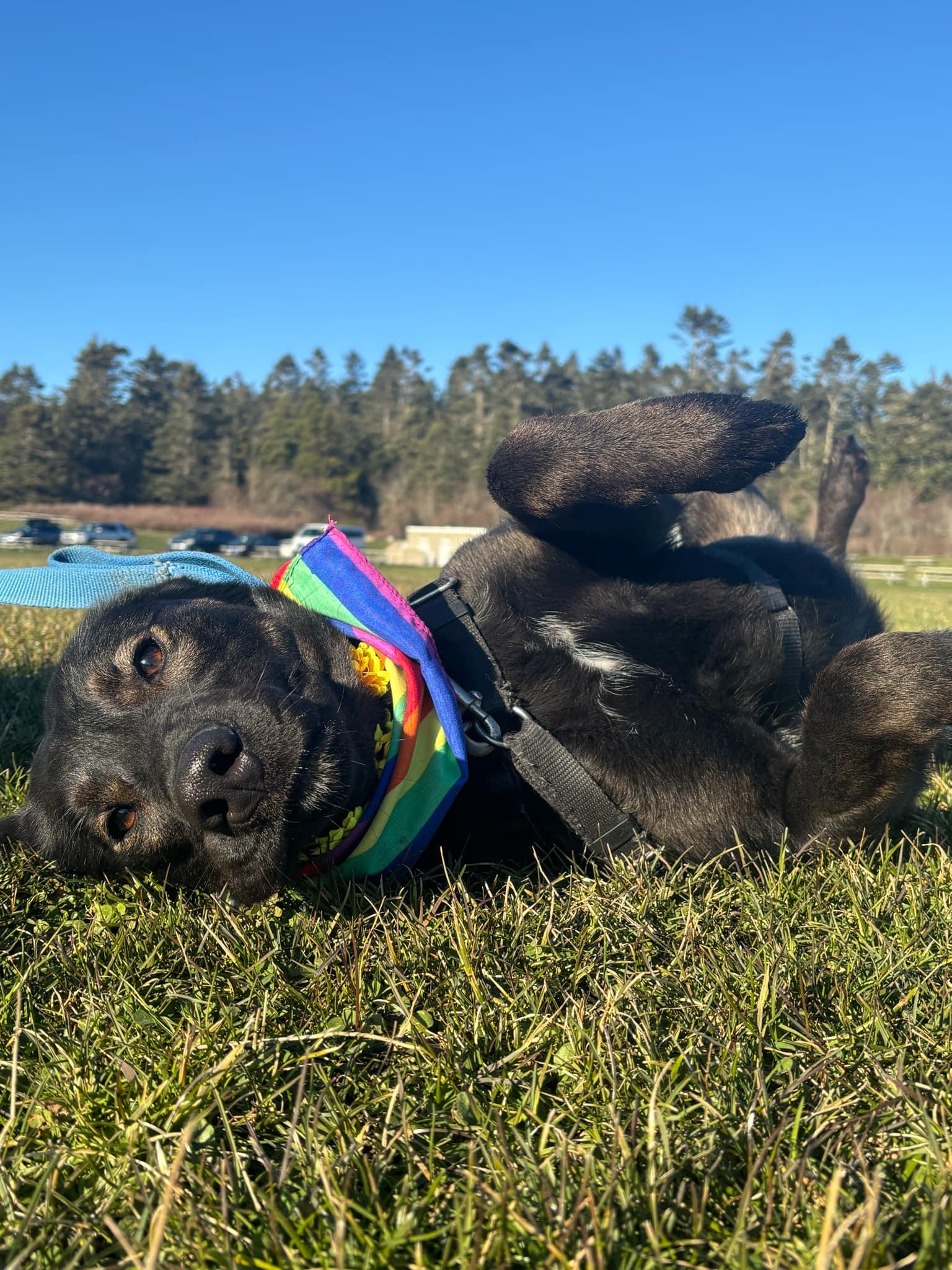 Enlarge Velma, a Adoptable Belgian Shepherd / Malinois in Coupeville, WA image 1/5