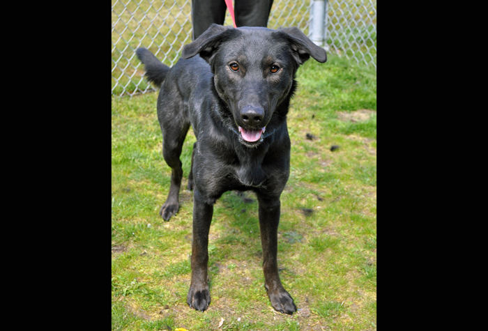 Enlarge Velma, a Adoptable Belgian Shepherd / Malinois in Coupeville, WA image 5/5