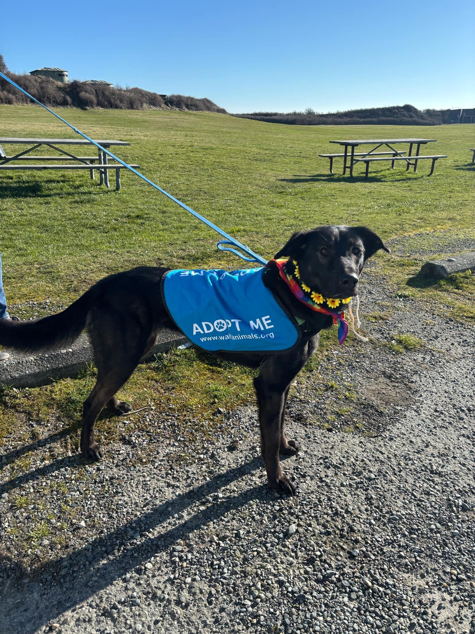 Enlarge Velma, a Adoptable Belgian Shepherd / Malinois in Coupeville, WA image 4/5
