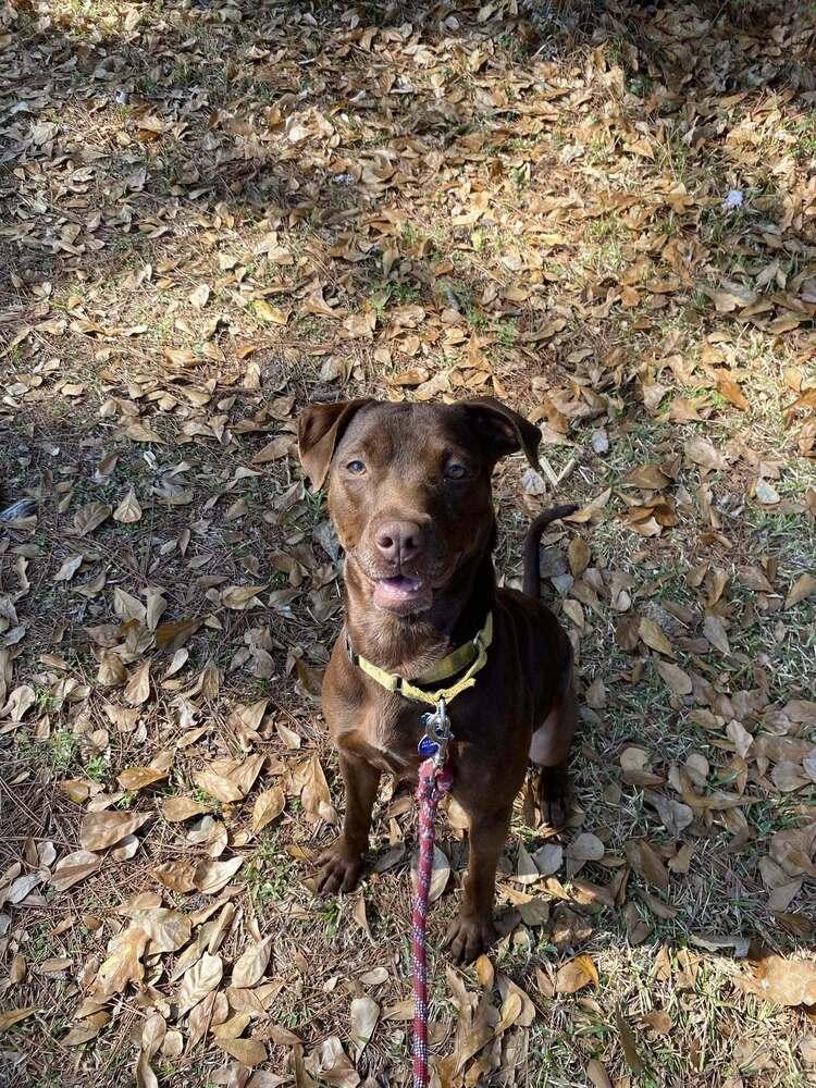 Enlarge Adrian, a Adoptable mixed breed in Scott, LA image 1/6