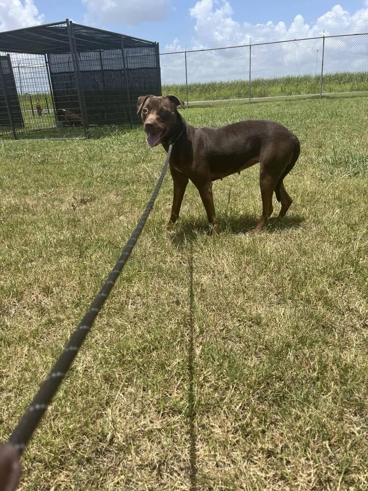 Enlarge Adrian, a Adoptable mixed breed in Scott, LA image 2/6
