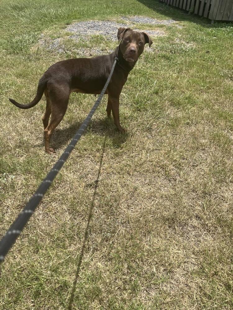 Enlarge Adrian, a Adoptable mixed breed in Scott, LA image 6/6