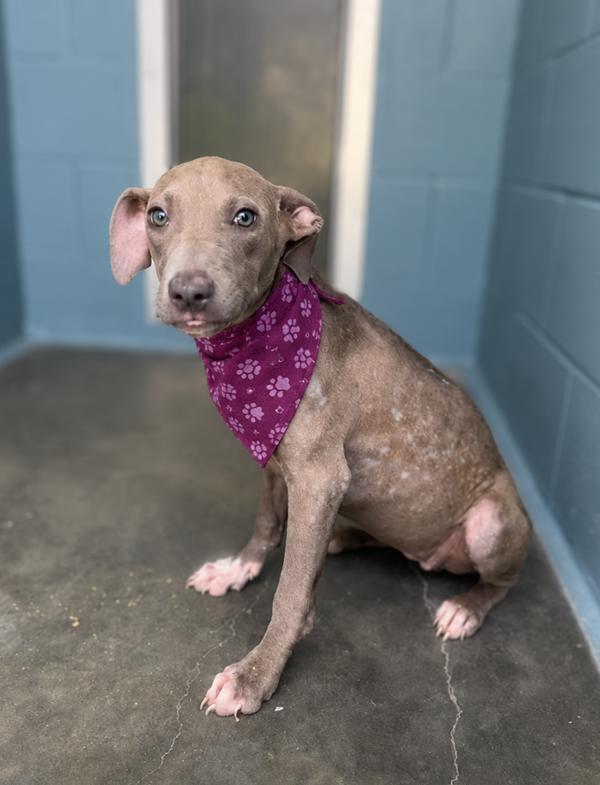 Minnie, Adoptable, Young Female Terrier.