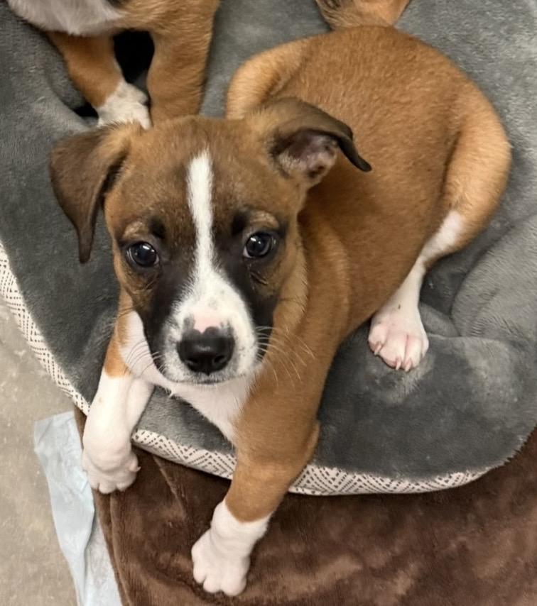 Baboon , adopted, Puppy Male Jack Russell Terrier.