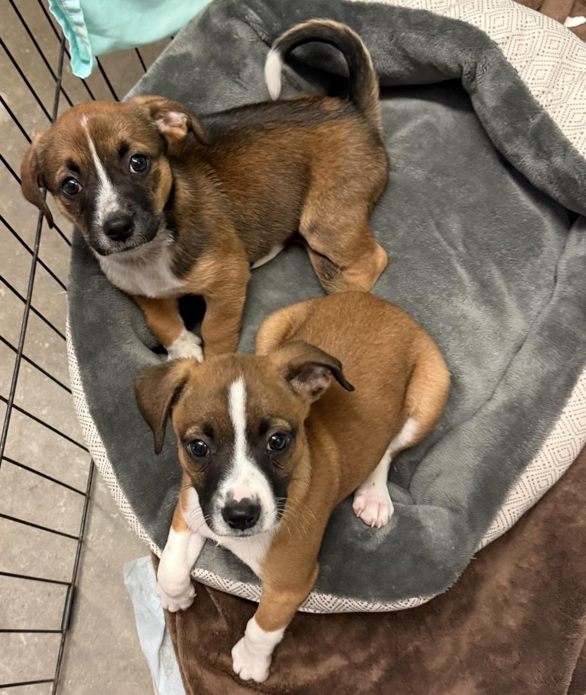 Baboon , an adopted mixed breed in Marshall, NC image 2/2