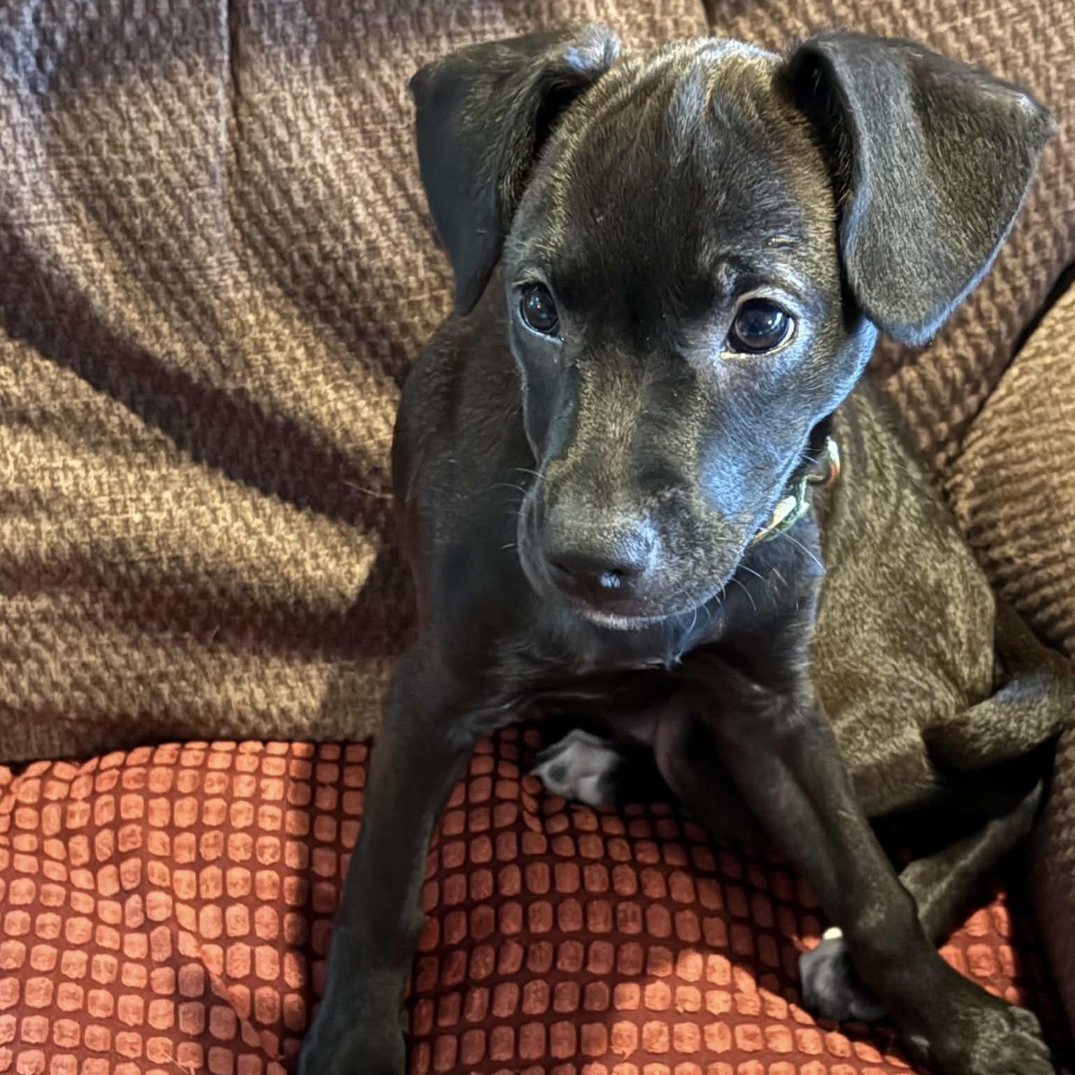 Enlarge Pepper, a Adopted mixed breed in Lewisville, IN image 2/3