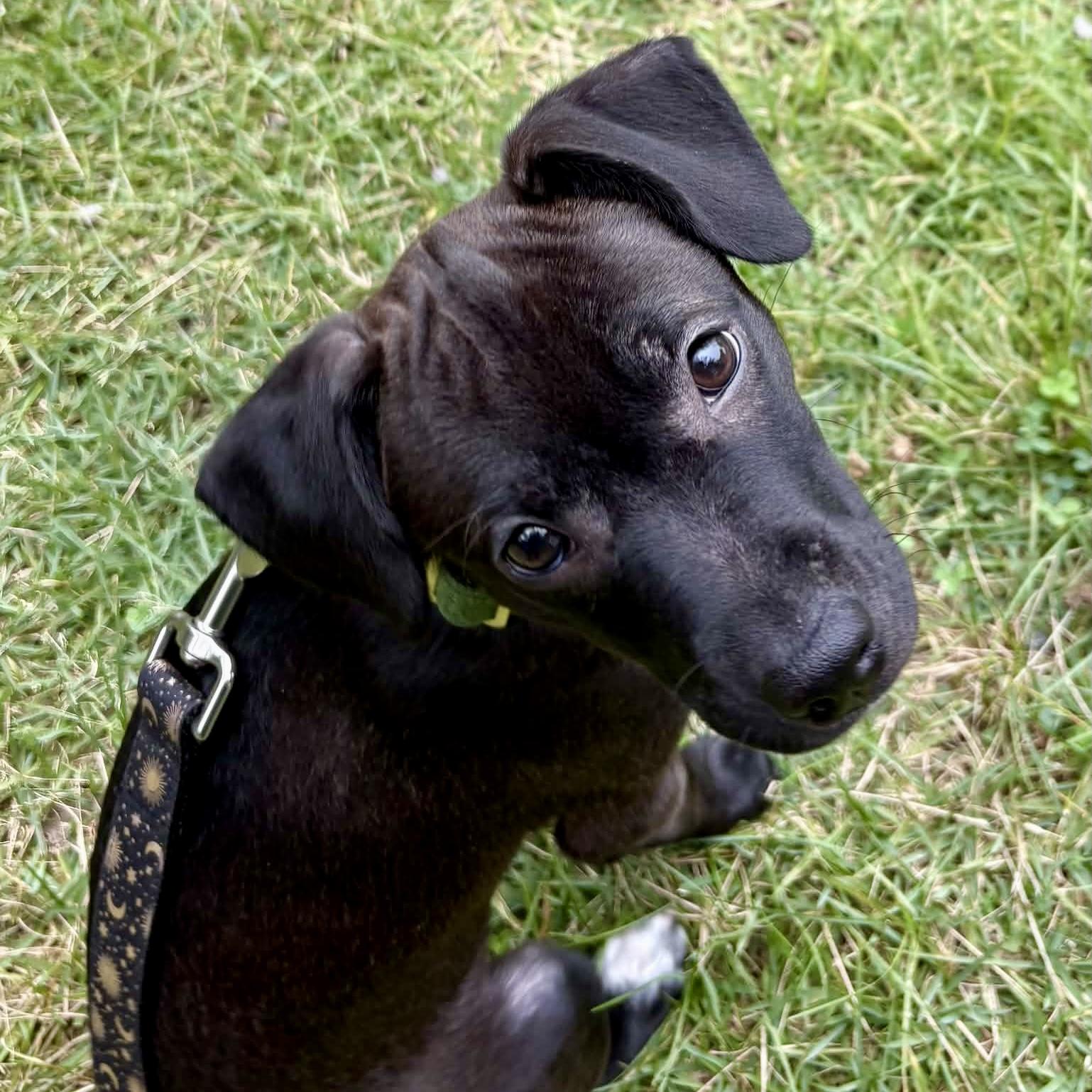 Pepper, Adopted, Puppy Female Labrador Retriever.