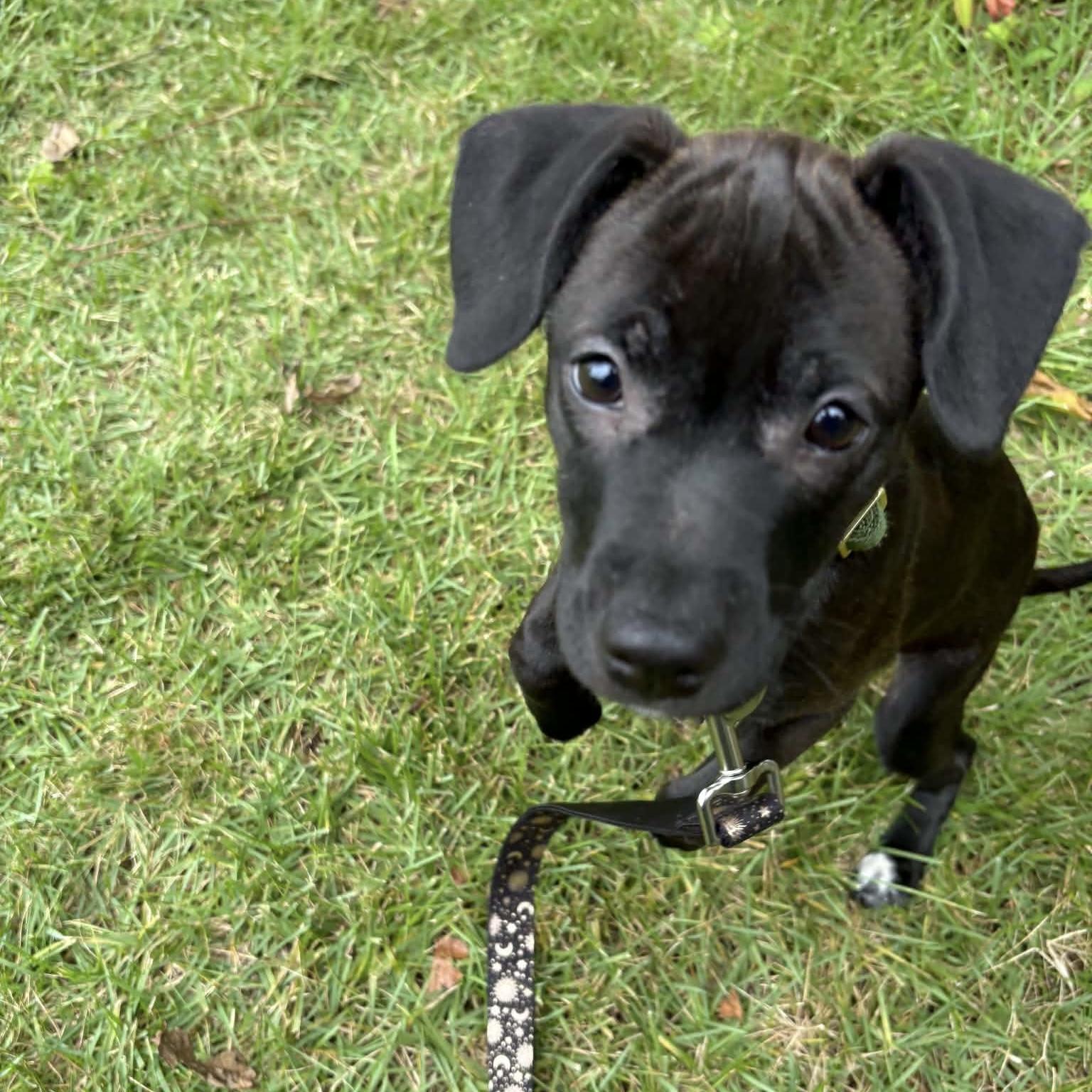 Enlarge Pepper, a Adopted mixed breed in Lewisville, IN image 3/3