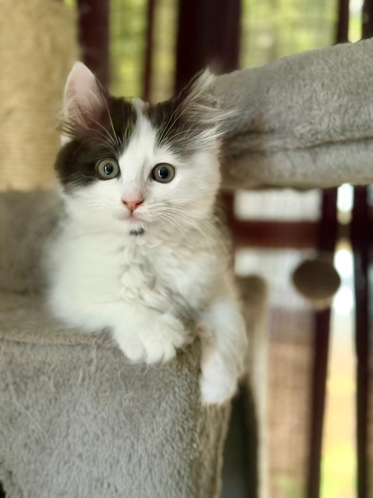 Enlarge Sundae, an adopted Domestic Long Hair in Mt Pleasant, SC image 2/6