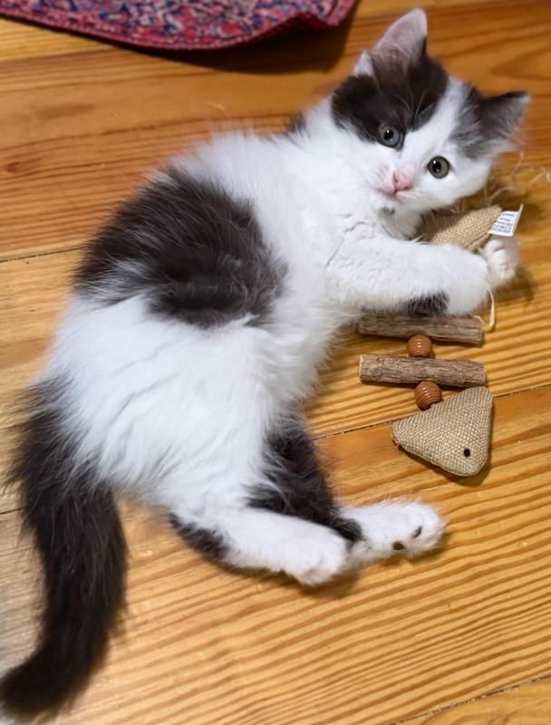 Enlarge Sundae, an adopted Domestic Long Hair in Mt Pleasant, SC image 6/6