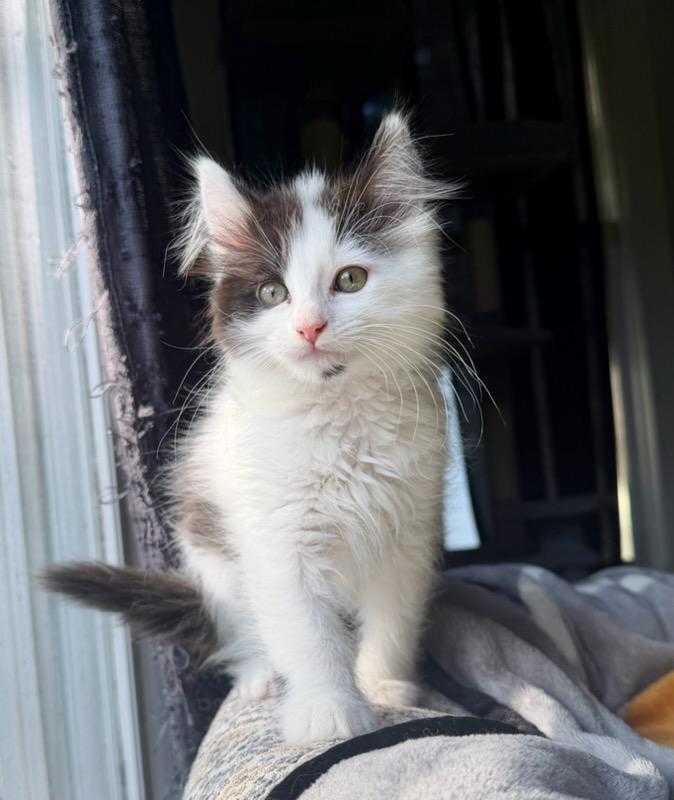 Enlarge Sundae, an adopted Domestic Long Hair in Mt Pleasant, SC image 5/6