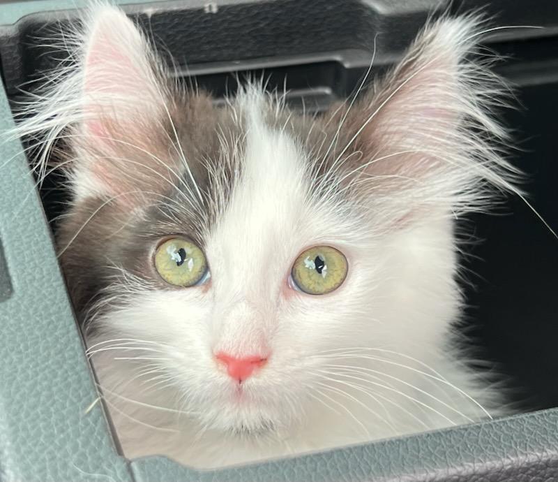 Enlarge Sundae, an adopted Domestic Long Hair in Mt Pleasant, SC image 3/6