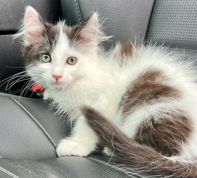 Enlarge Sundae, an adopted Domestic Long Hair in Mt Pleasant, SC image 4/6
